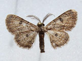 Orbamia renimacula